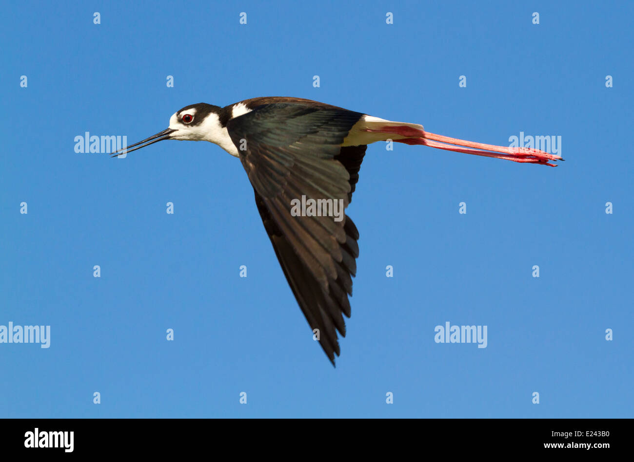 La palafitta dal collo nero (Himantopus mexicanus) che vola, Galveston, Texas, USA. Foto Stock