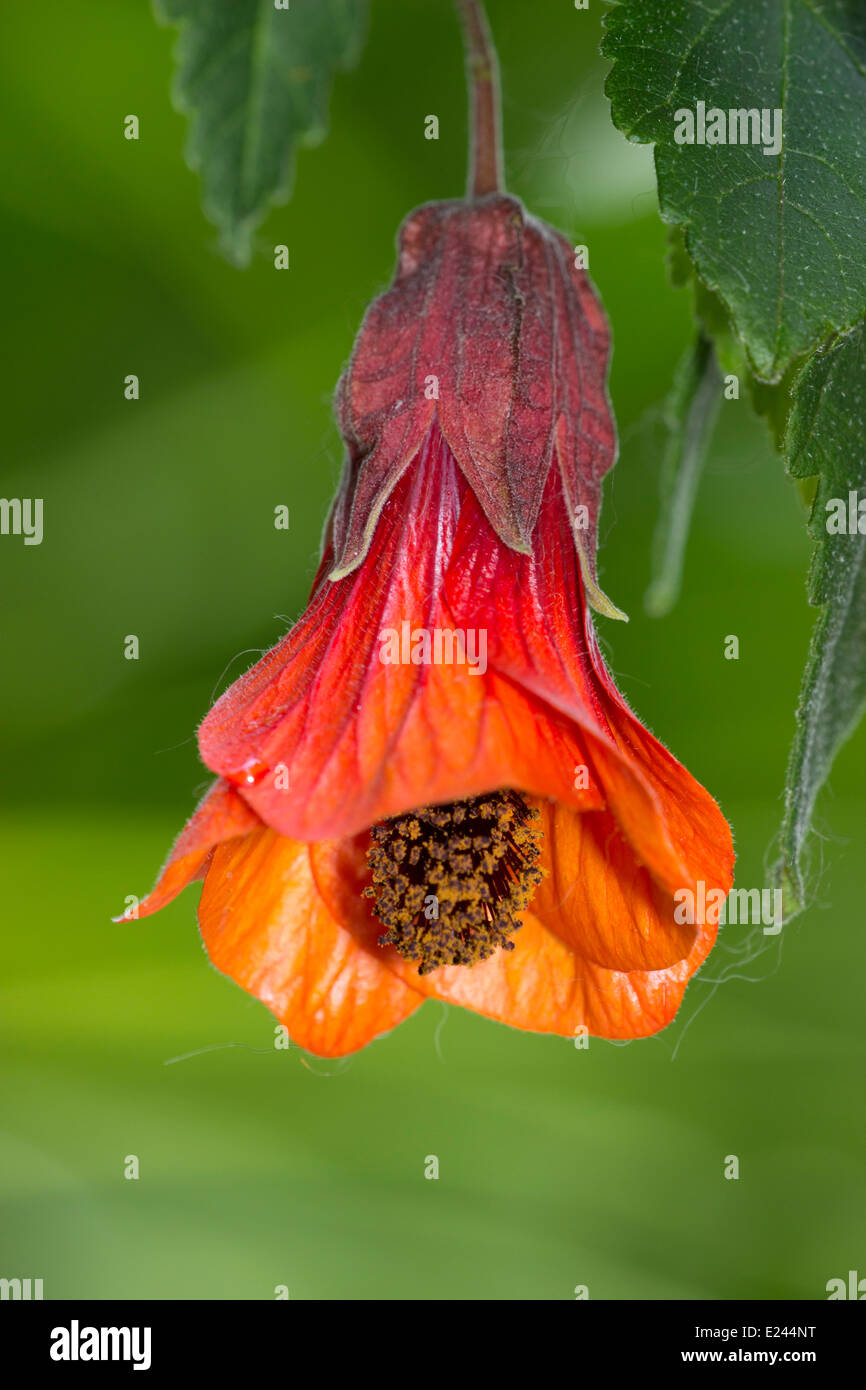 Unico fiore della parete lax arbusto, Abutilon "Patrick Synge' Foto Stock