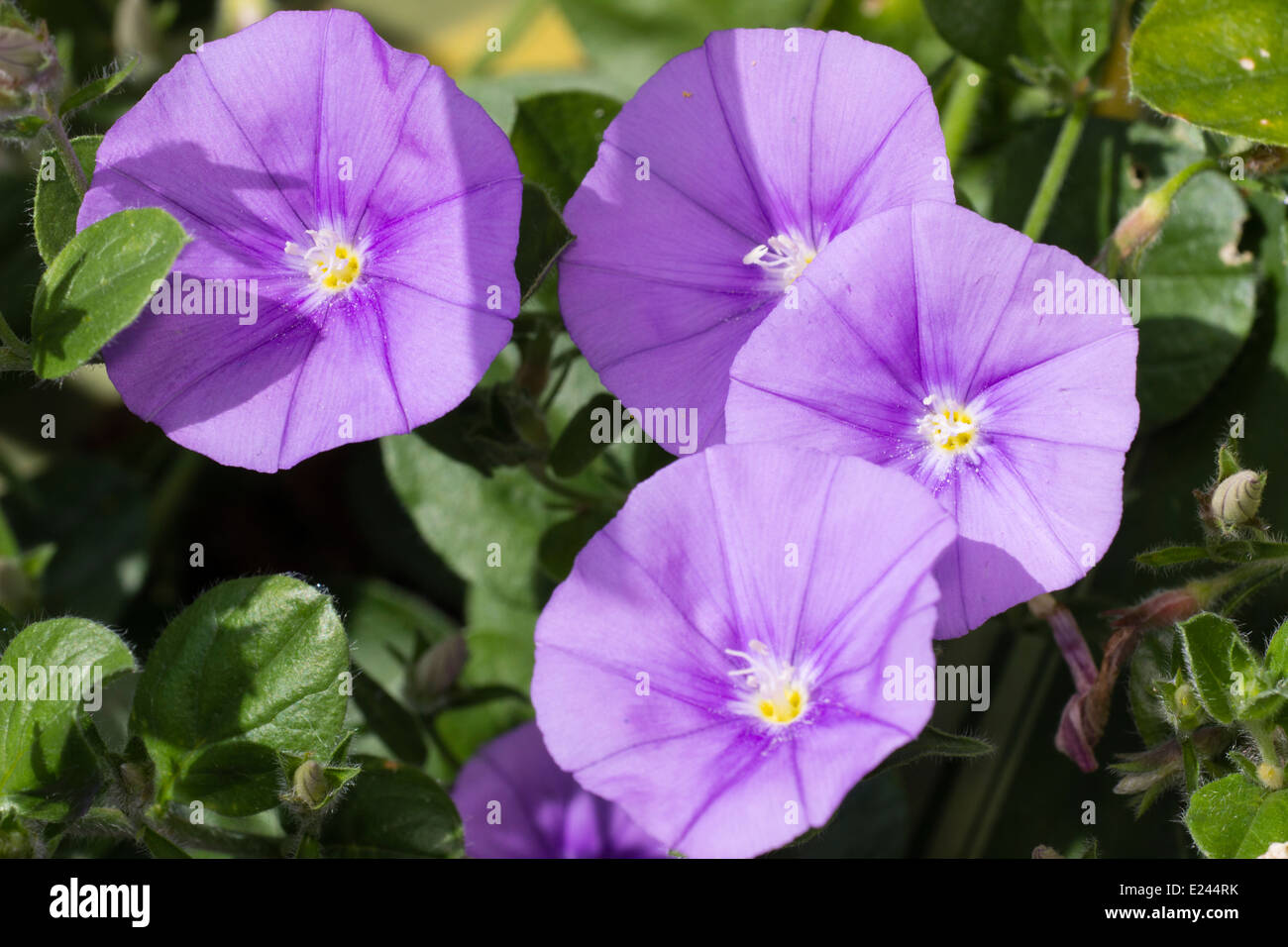 Fiori di roccia centinodia, Convolvulus sabatius Foto Stock