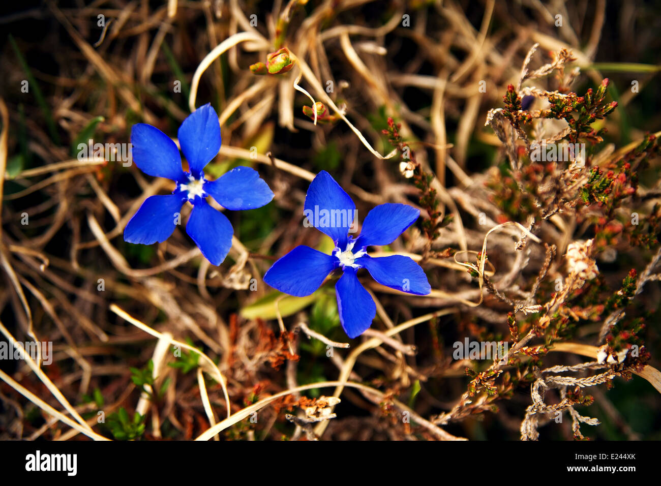 Gentiana verna, Alpi austriache Foto Stock