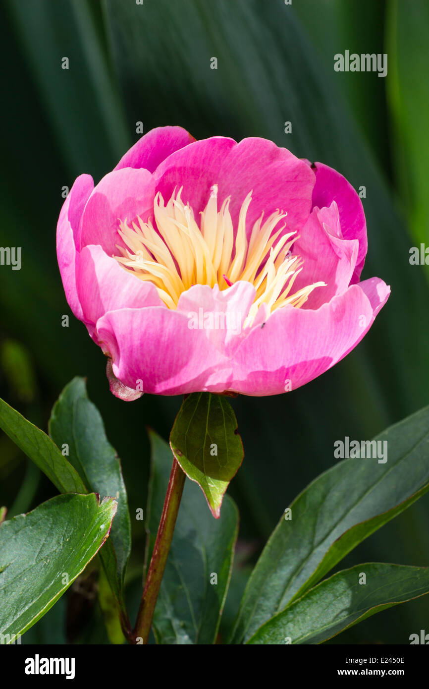 Unico fiore della peonia, Paeonia 'ciotola di bellezza' Foto Stock