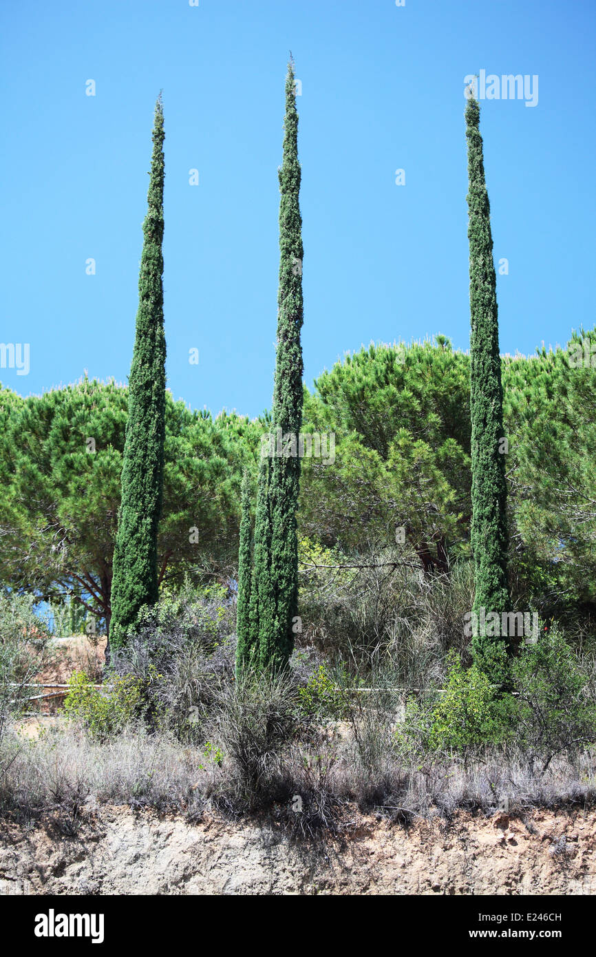 Tre alberi di pioppo su pendio Foto Stock