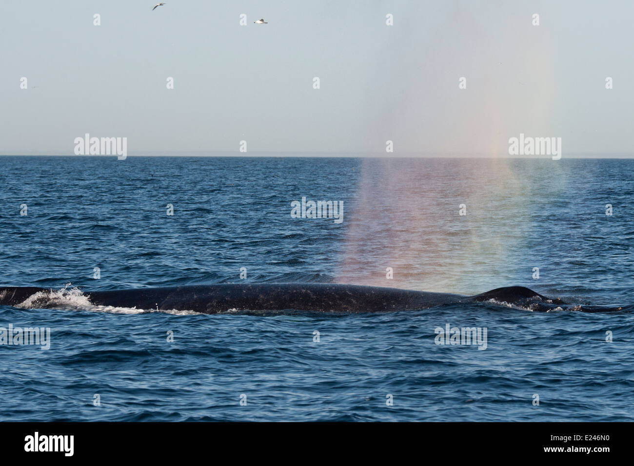 Humpback Whale (Megaptera novaeangliae) pioggia-colpo. Monterey, California, Oceano Pacifico. Foto Stock