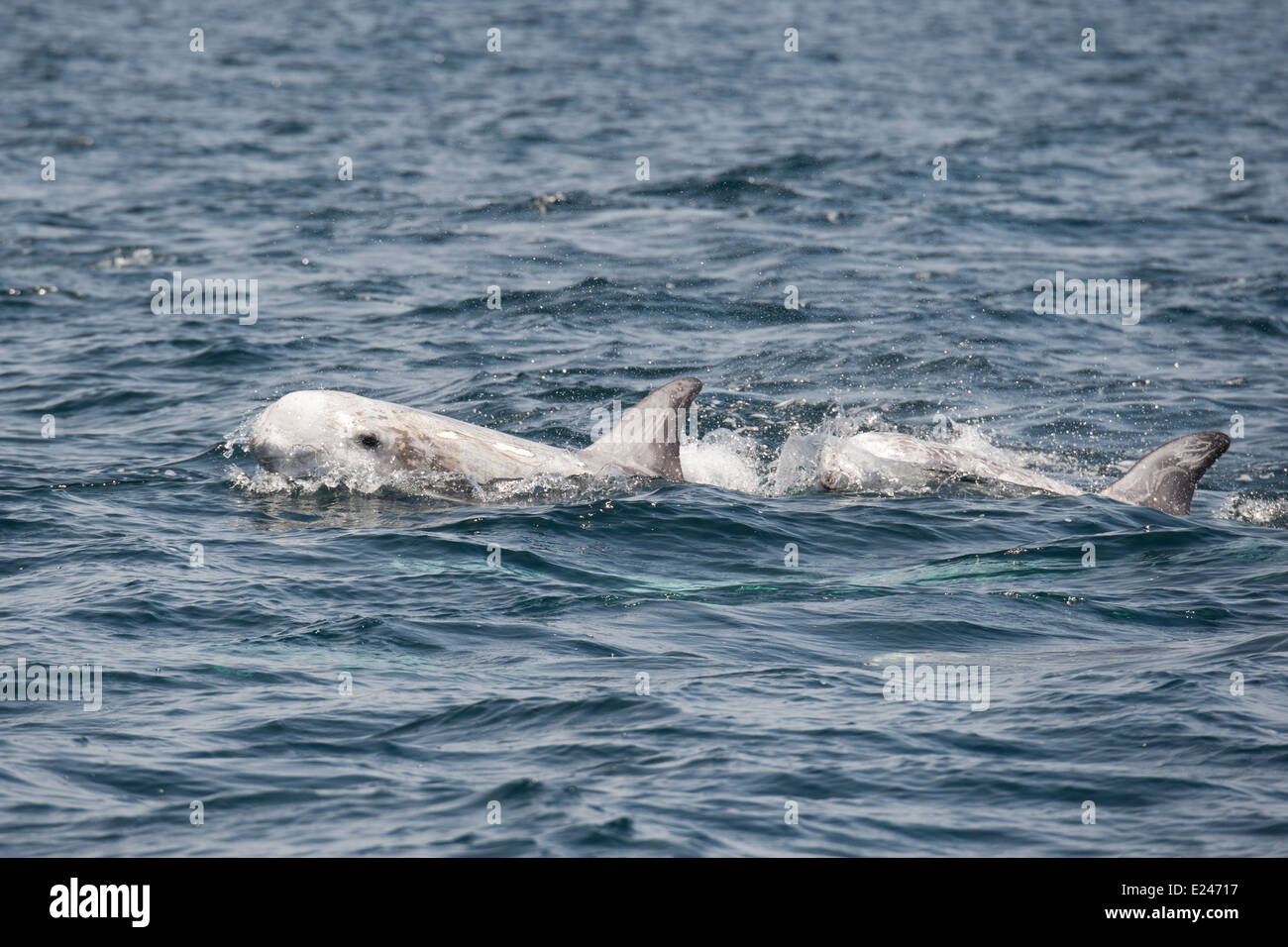Risso delfini (Grampus griseus) di riporto. Monterey, California, Oceano Pacifico. Foto Stock