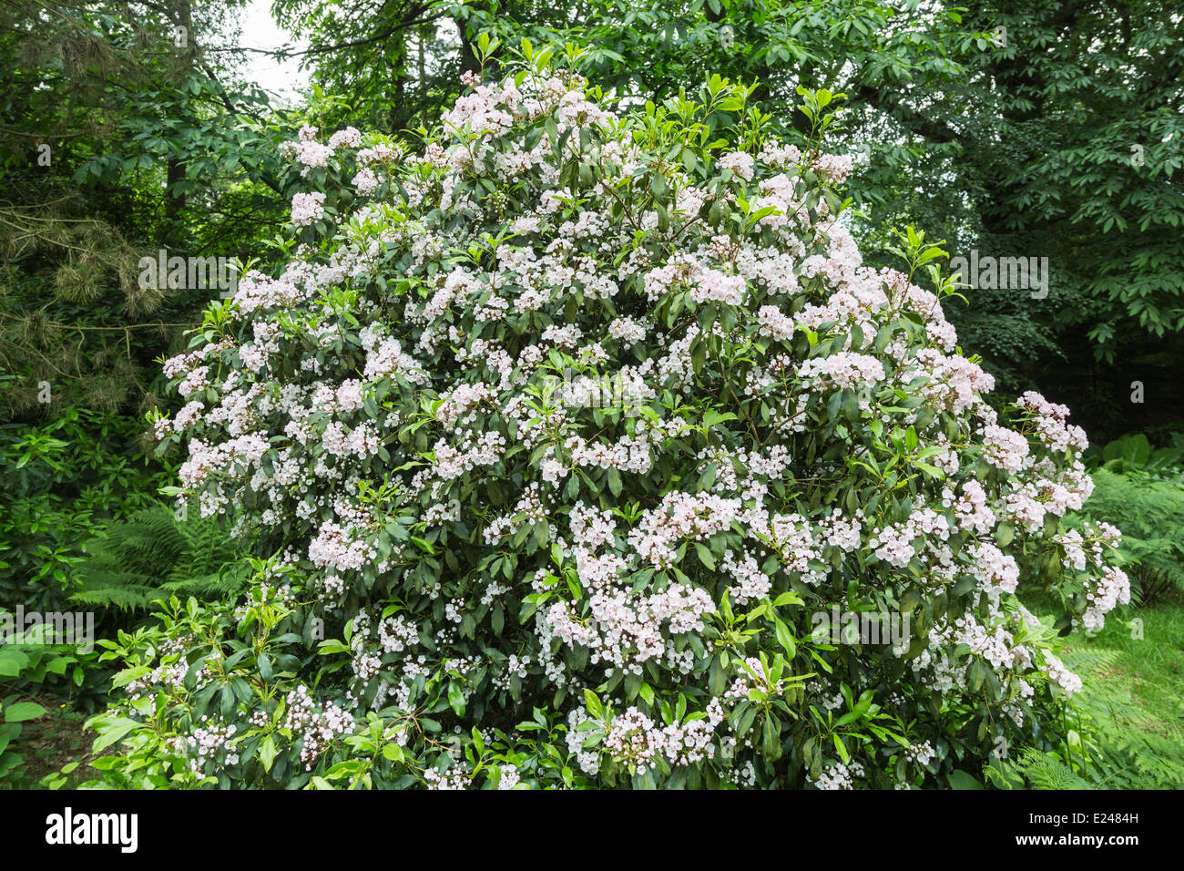 Fiori di Kalmia latifolia, mountain-alloro, calico-boccola o spoonwood, fiore dello stato del Connecticut e Pennsylvania Foto Stock