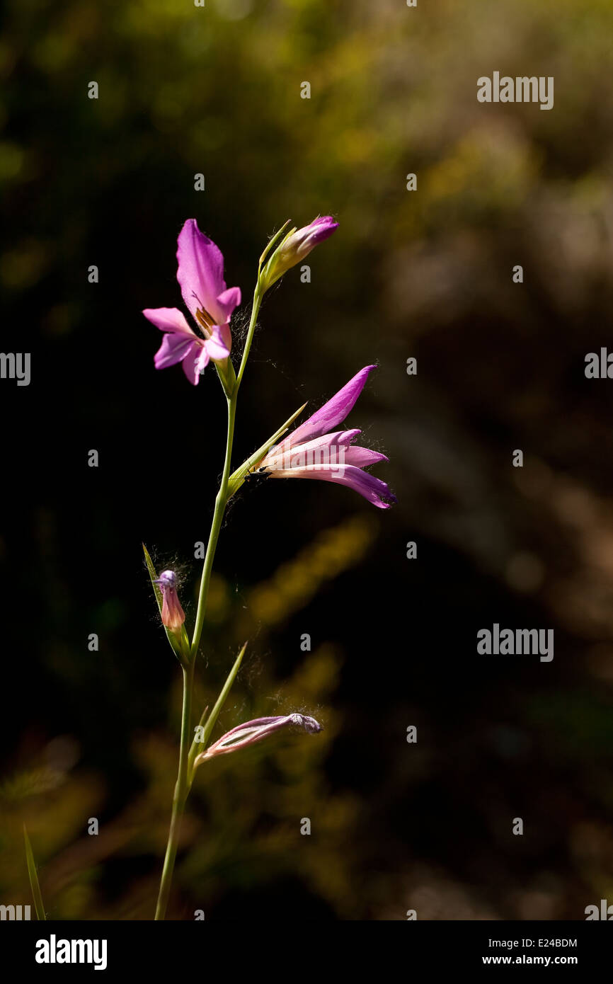 Gladiolus illyricus Foto Stock