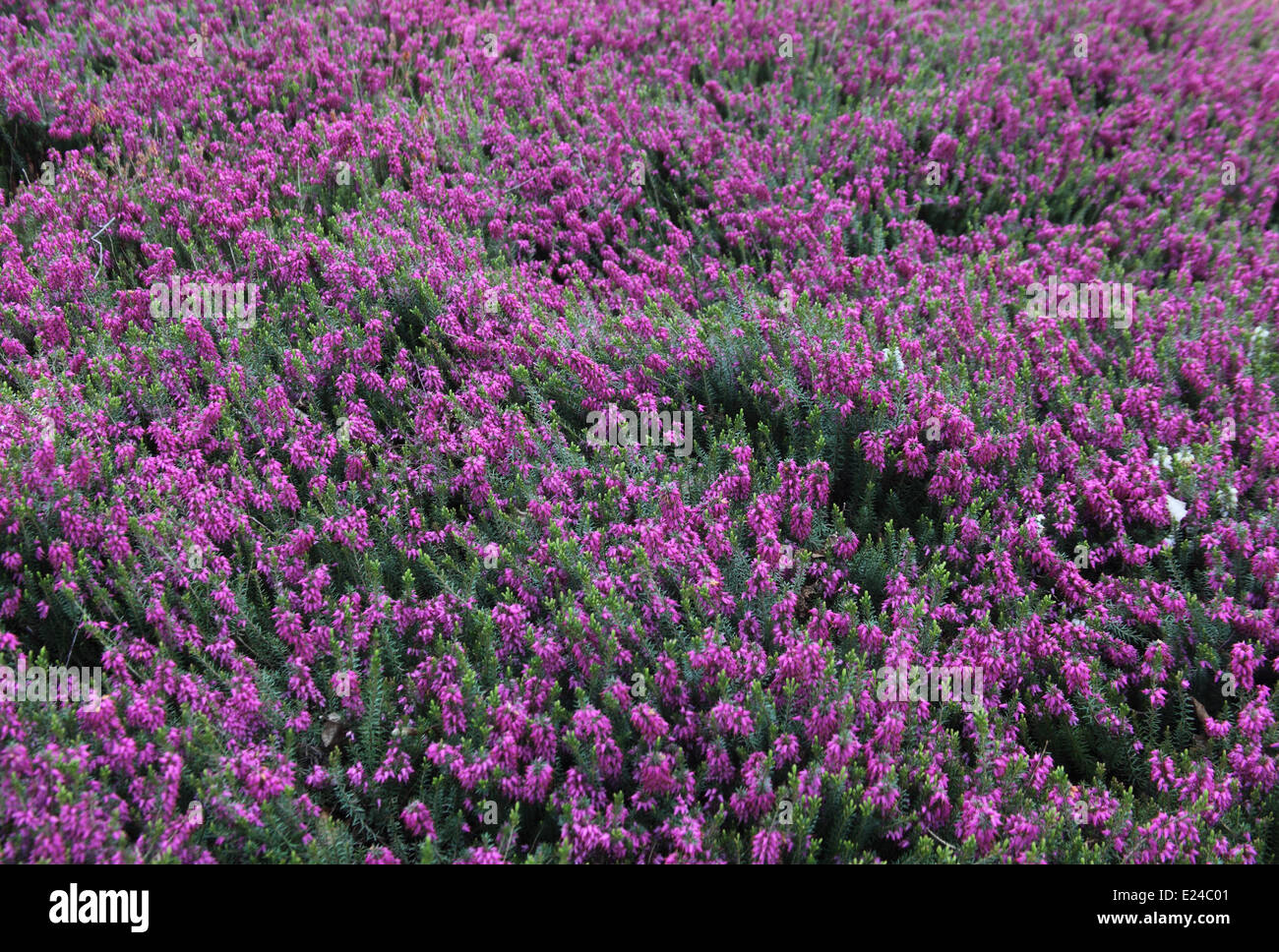 Erica carnea 'Rosalie' bed in fiore Foto Stock