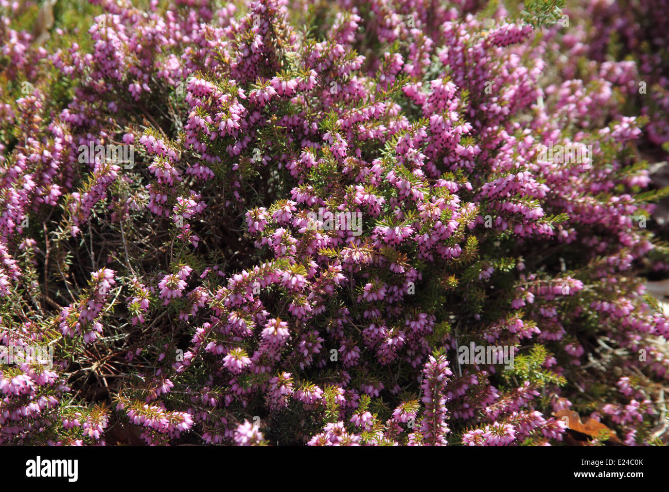 Erica x darleyensis 'Jack H Brummage' vicino di fiori Foto Stock