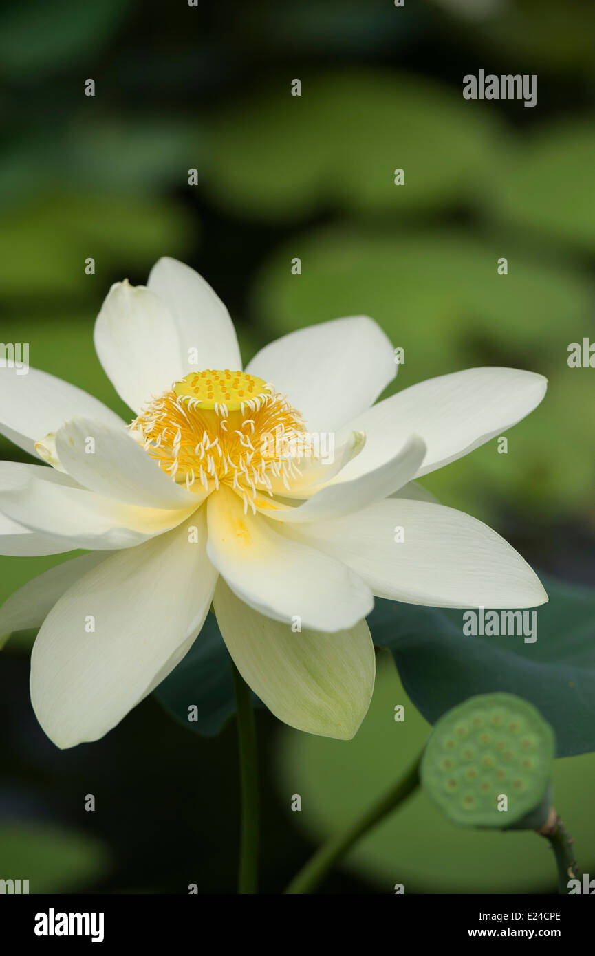 Nelumbo nucifera. Fiore di loto Foto Stock