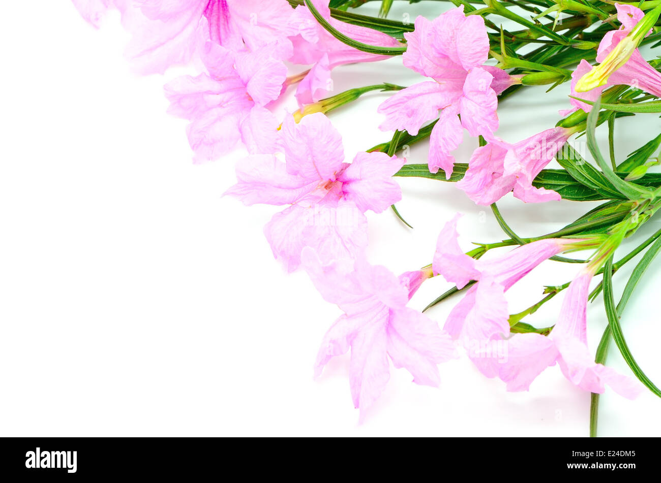 Bellissimo fiore rosa, Ruellia squarrosa, isolato su sfondo bianco Foto Stock