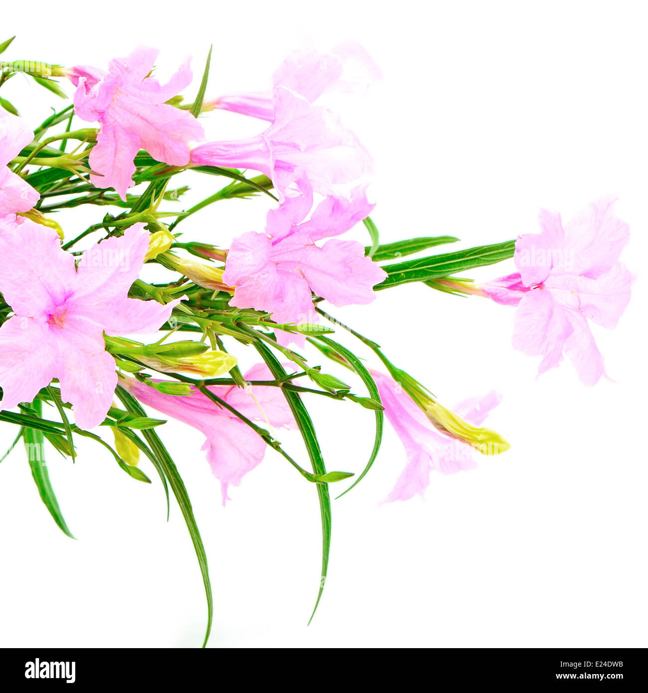 Bellissimo fiore rosa, Ruellia squarrosa, isolato su sfondo bianco Foto Stock