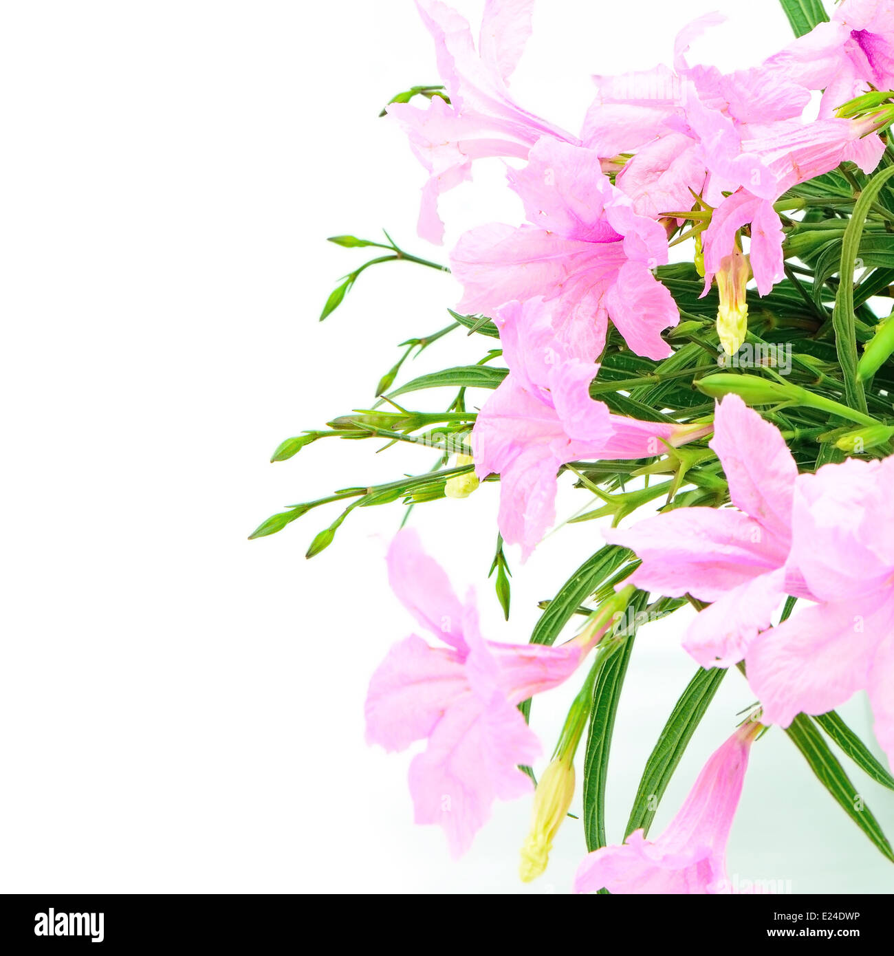 Bellissimo fiore rosa, Ruellia squarrosa, isolato su sfondo bianco Foto Stock