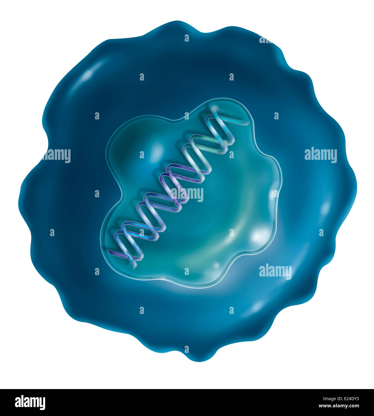 Cancro, disegno Foto Stock