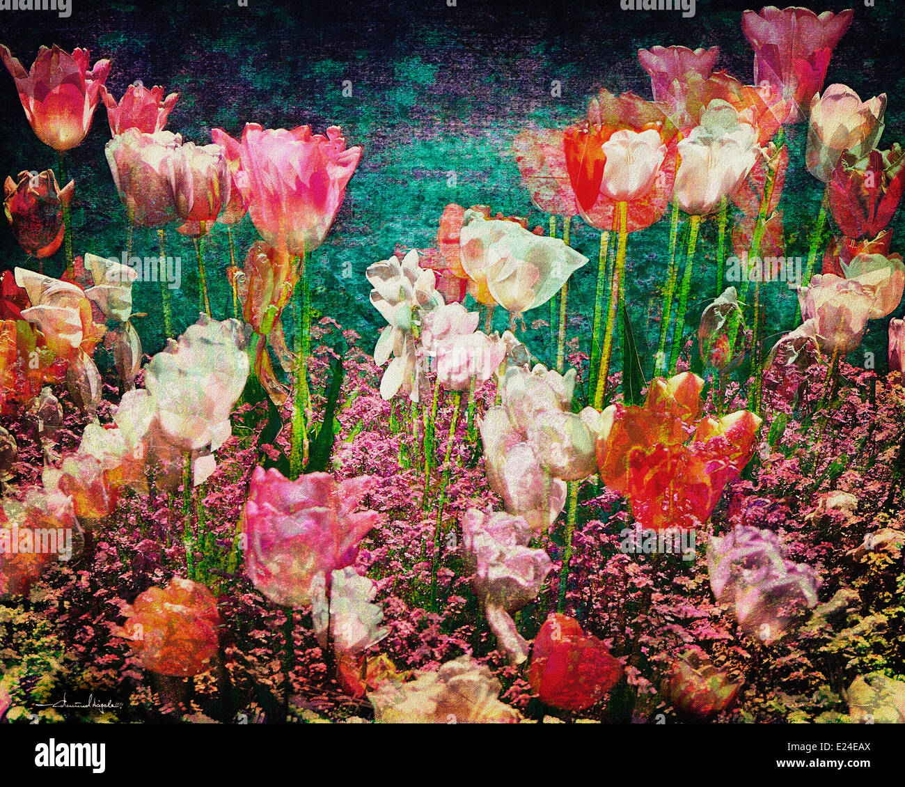 Arte digitale: passare in punta di piedi attraverso i tulipani Foto Stock