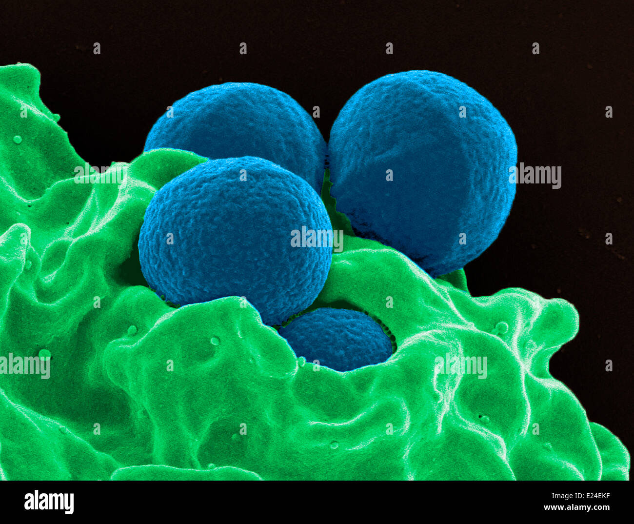 Da neutrofili umani ingestione di MRSA Foto Stock