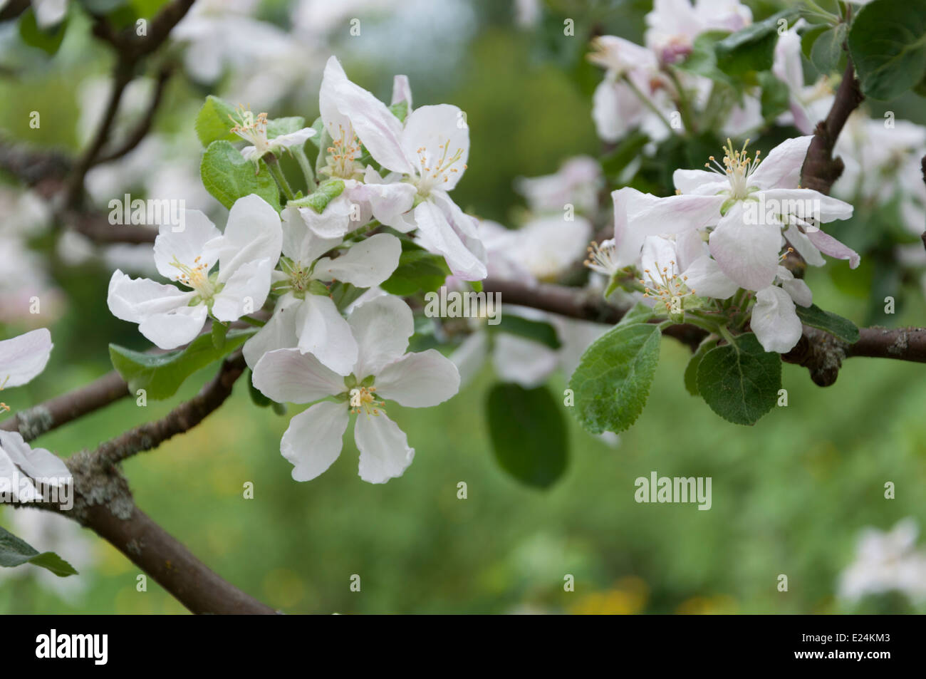 Melo fiori primavera 2014 Foto Stock