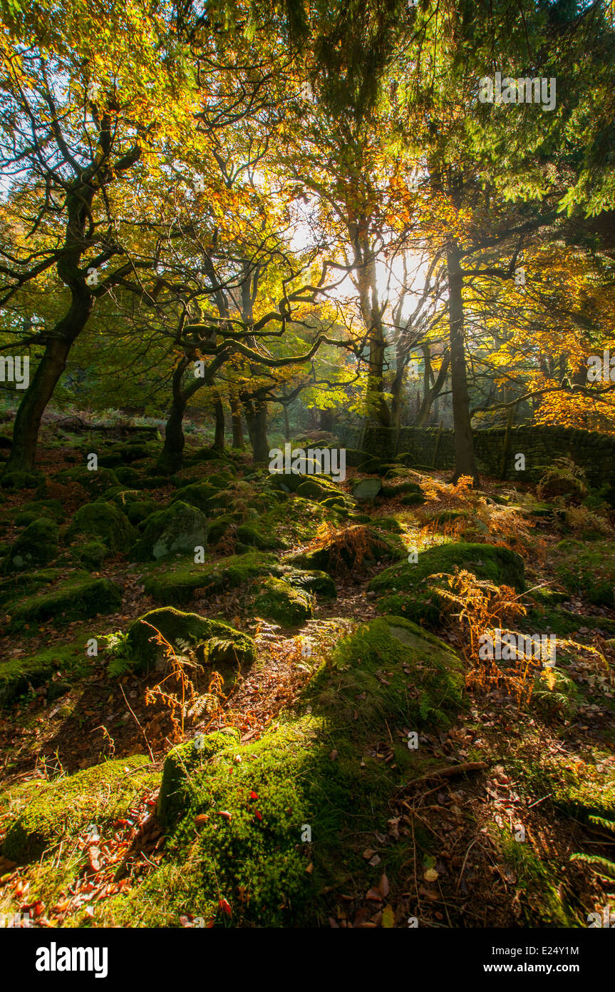 Luce di autunno a Padley Gorge, Peak District Derbyshire England Regno Unito Foto Stock