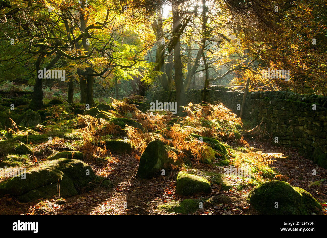 Luce di autunno a Padley Gorge, Peak District Derbyshire England Regno Unito Foto Stock