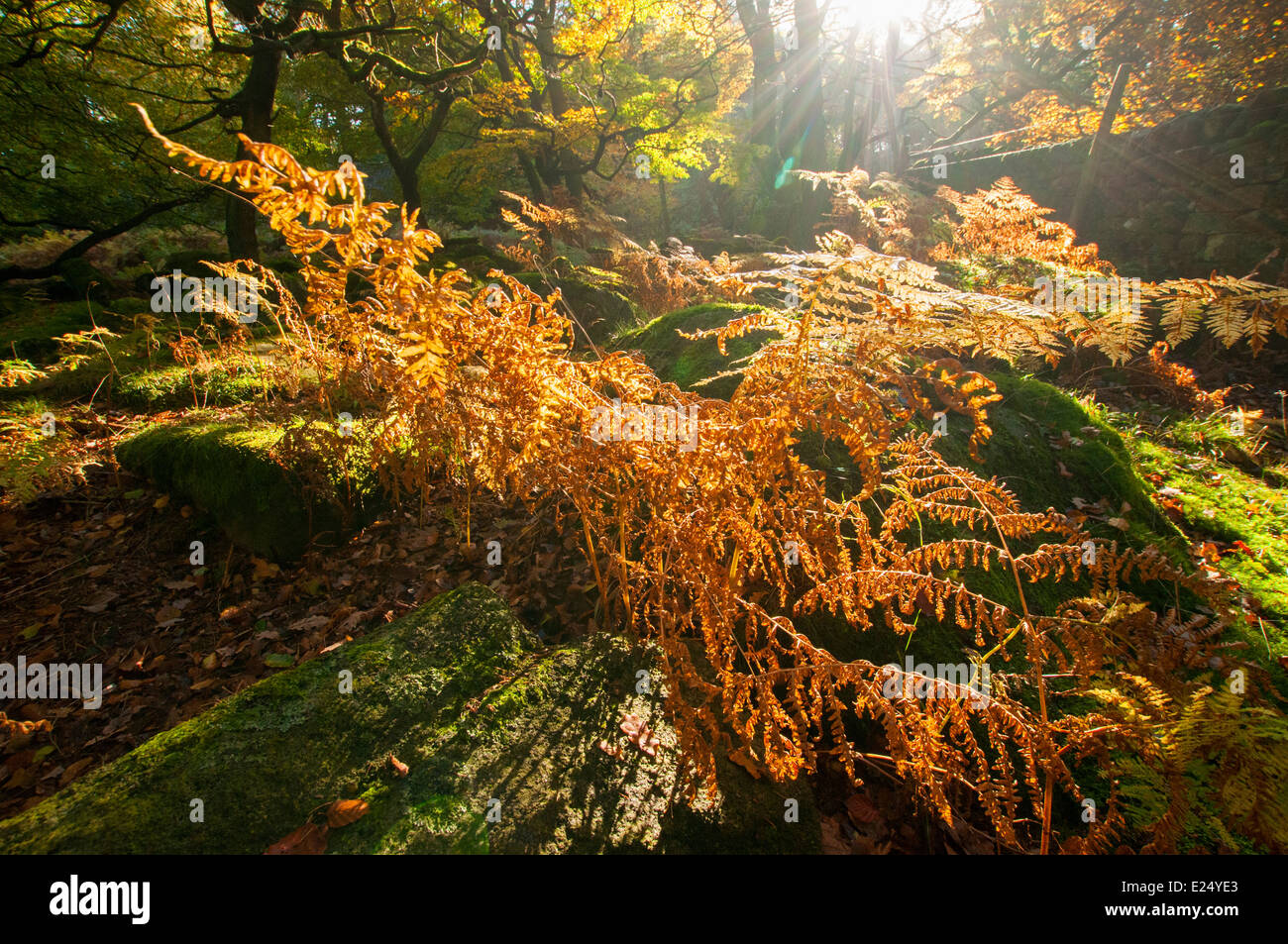 Luce di autunno a Padley Gorge, Peak District Derbyshire England Regno Unito Foto Stock