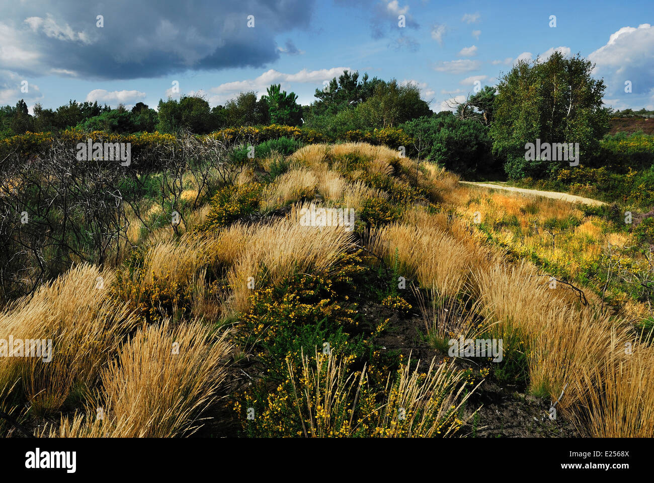 Ham Common brughiera Dorset Foto Stock