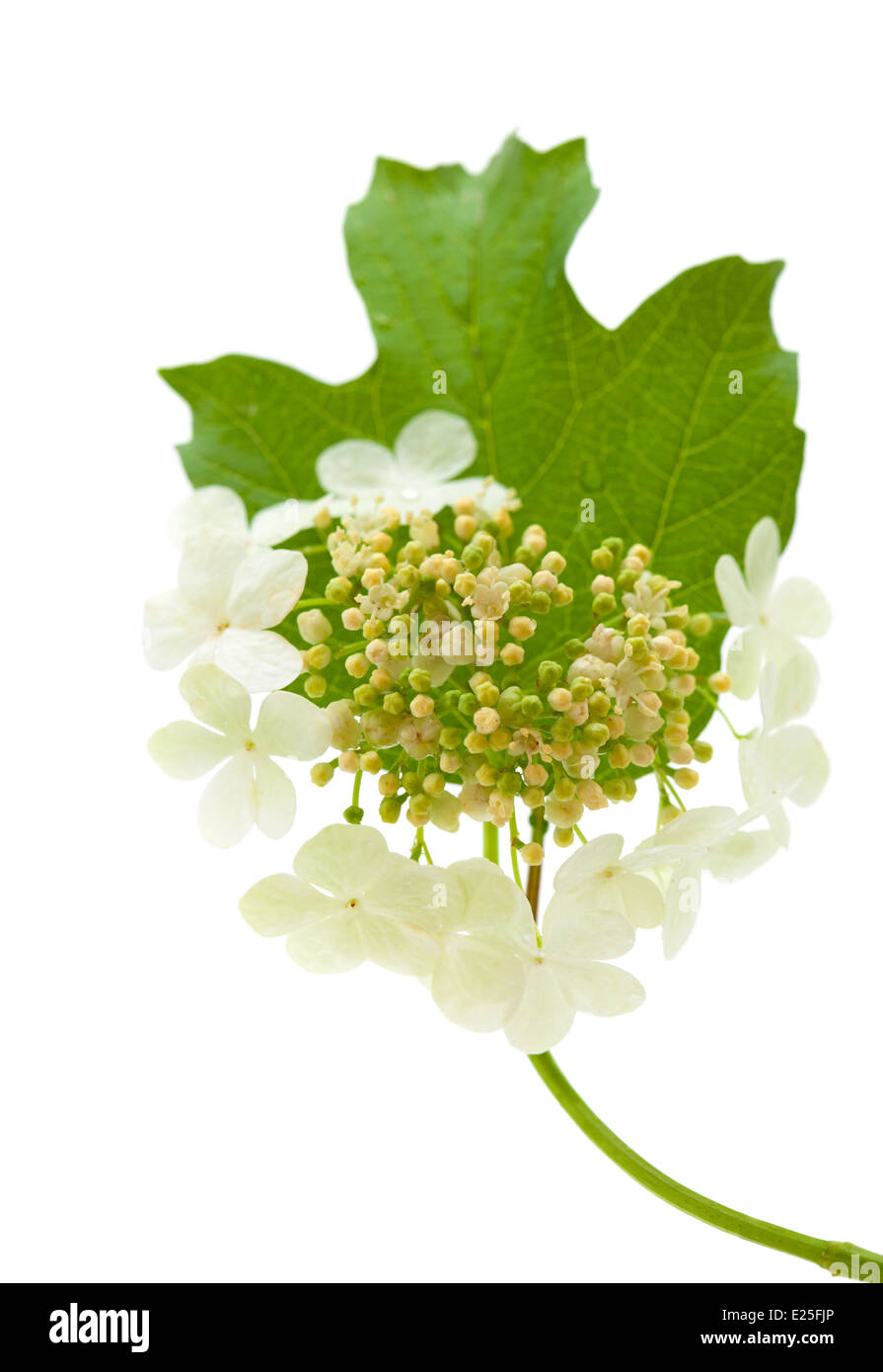 Viburno rose fiori isolati su bianco Foto Stock