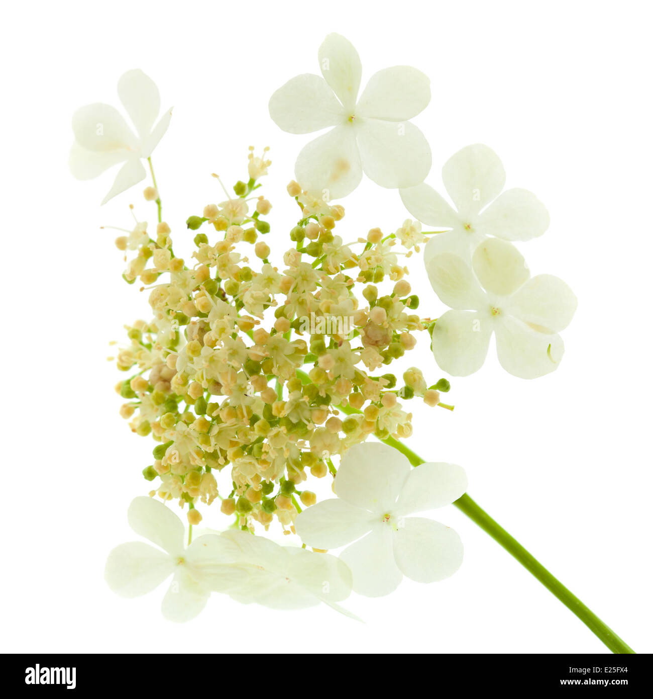 Viburno rose fiori isolati su bianco Foto Stock