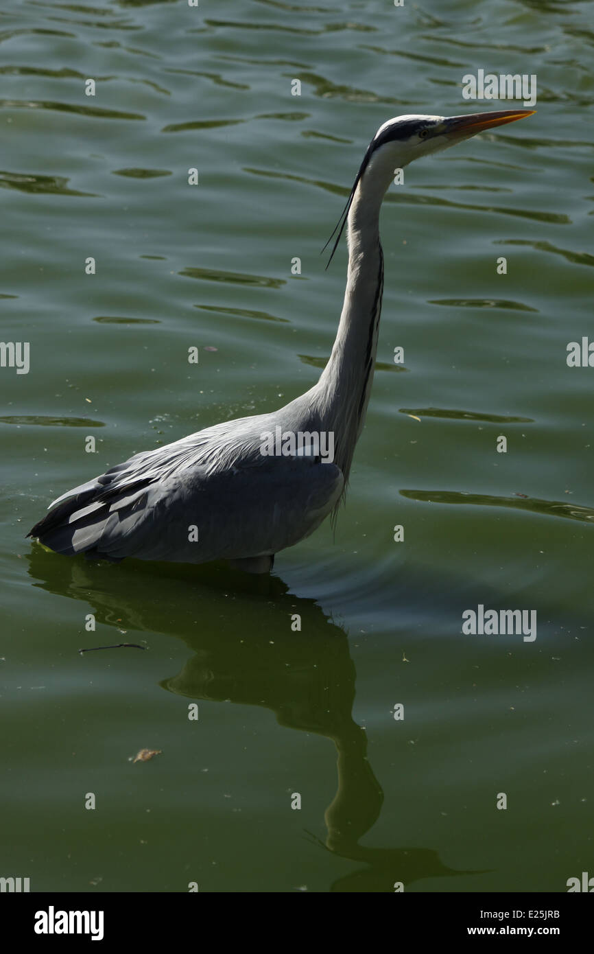 Ashen heron, Villars les Dombes, parco degli uccelli, Ain, Rhone Alpes, Francia. Foto Stock