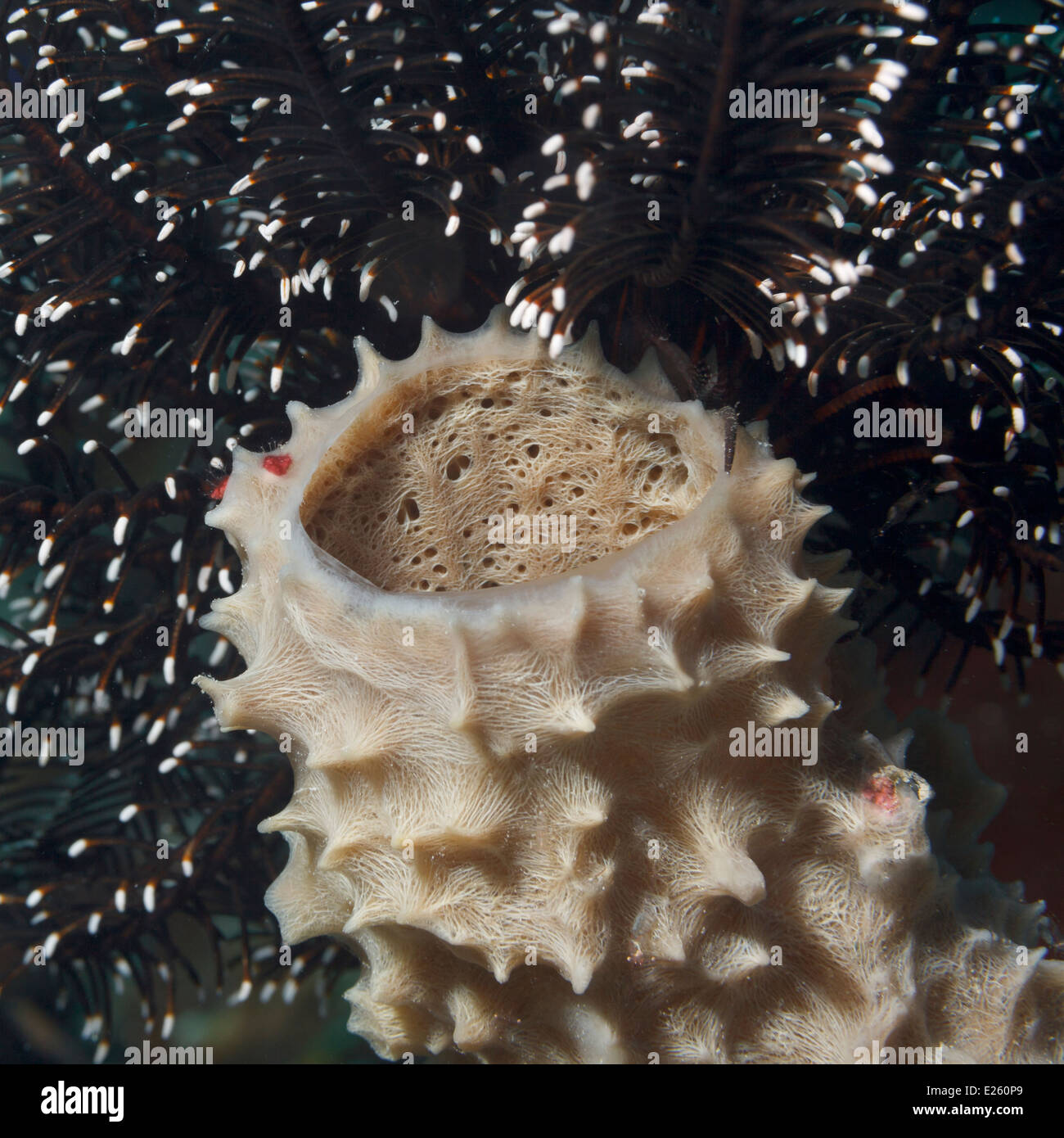 Spugna nel mare dei Caraibi intorno a Bonaire, Antille olandesi. Foto V.D. Foto Stock