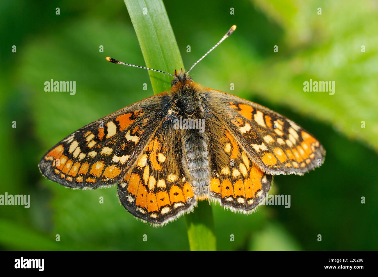 Marsh Fritillary Butterfly - Eurodryas aurinia Alette aperte Foto Stock