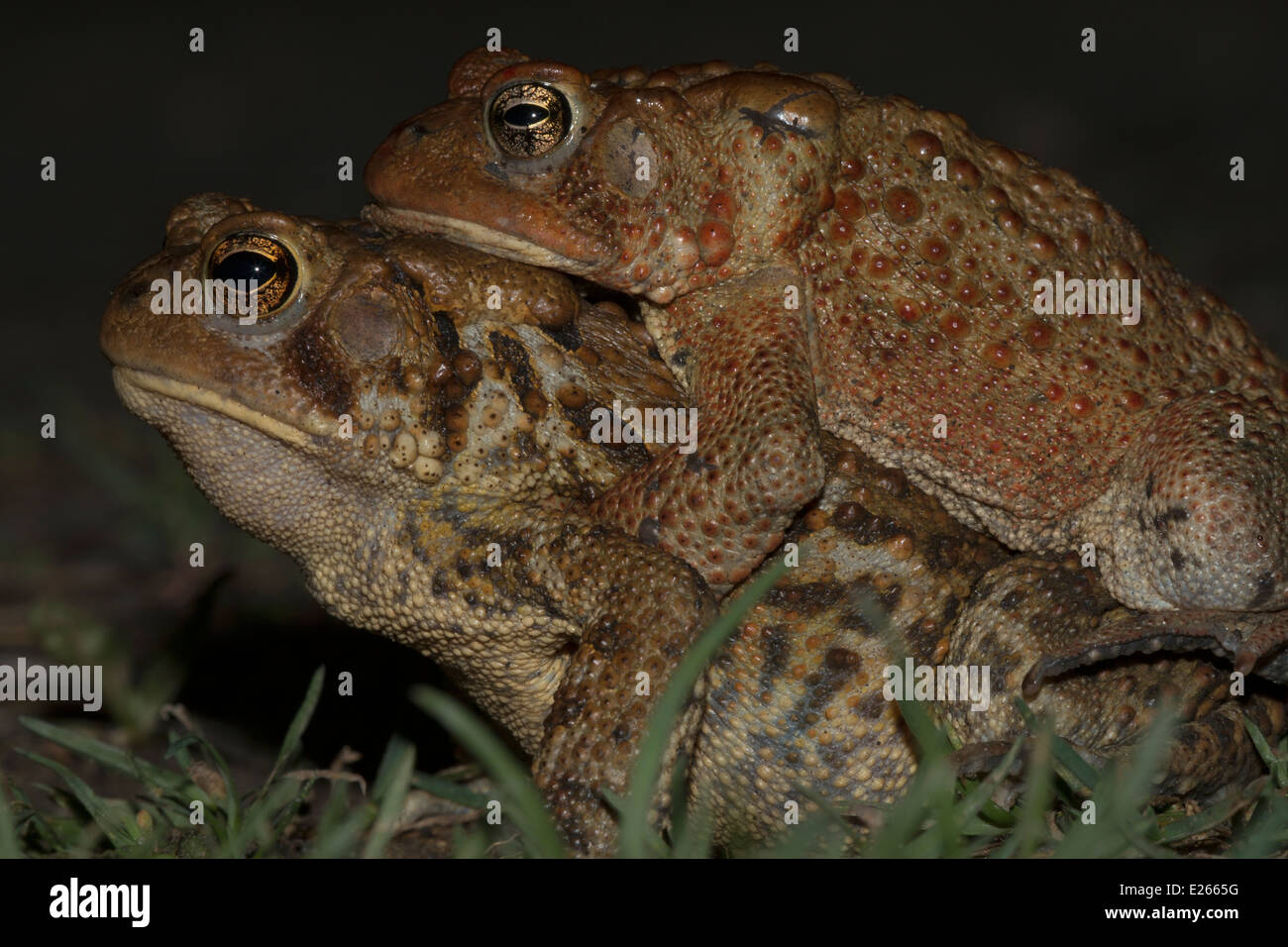 American toad, Bufo americanus, coppia in amplexus, Pennsylvania Foto Stock