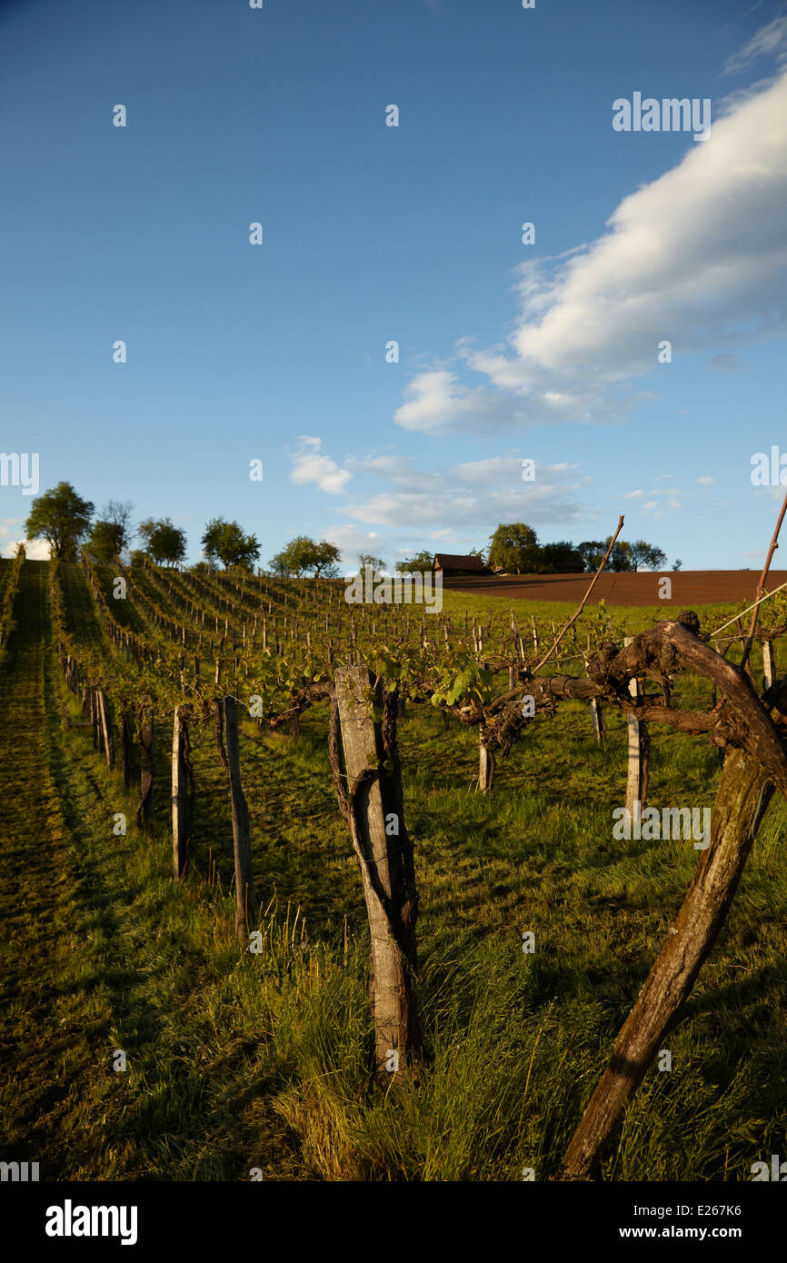 Il sud della Stiria vicino vigneto Attendorfberg nel sole di sera - Südsteirischer Weinberg im Abendlicht Foto Stock