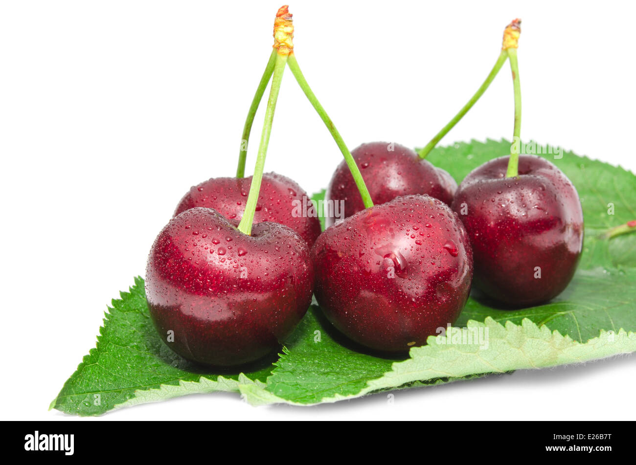 Grande ciliegia matura succose bacche dolci bagnato con acqua scende frutti disposti su fresche foglie verde isolato su bianco Foto Stock