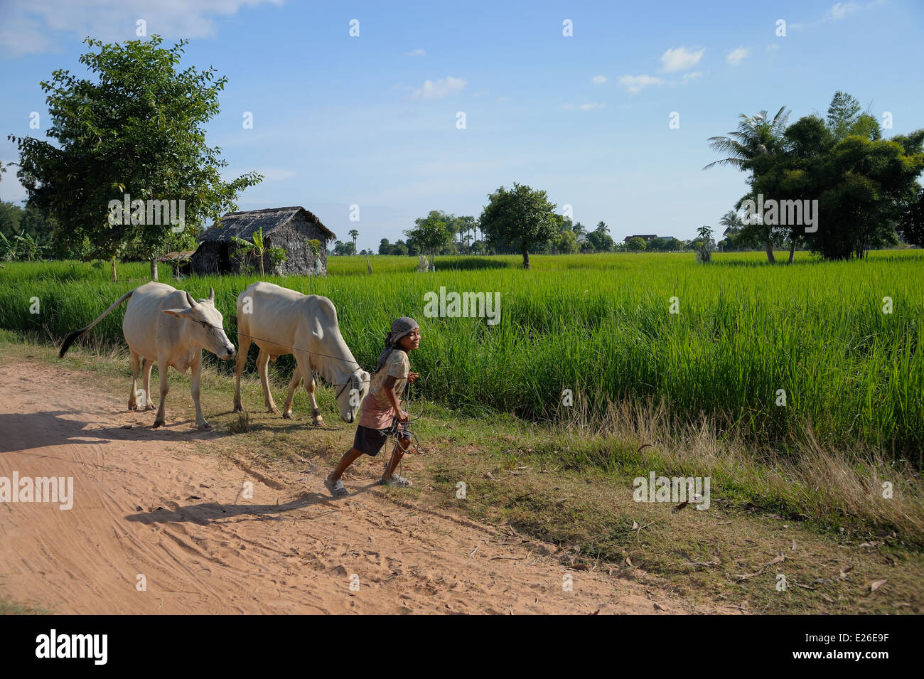 Ragazzo tirando i suoi buoi tra campo di riso Foto Stock