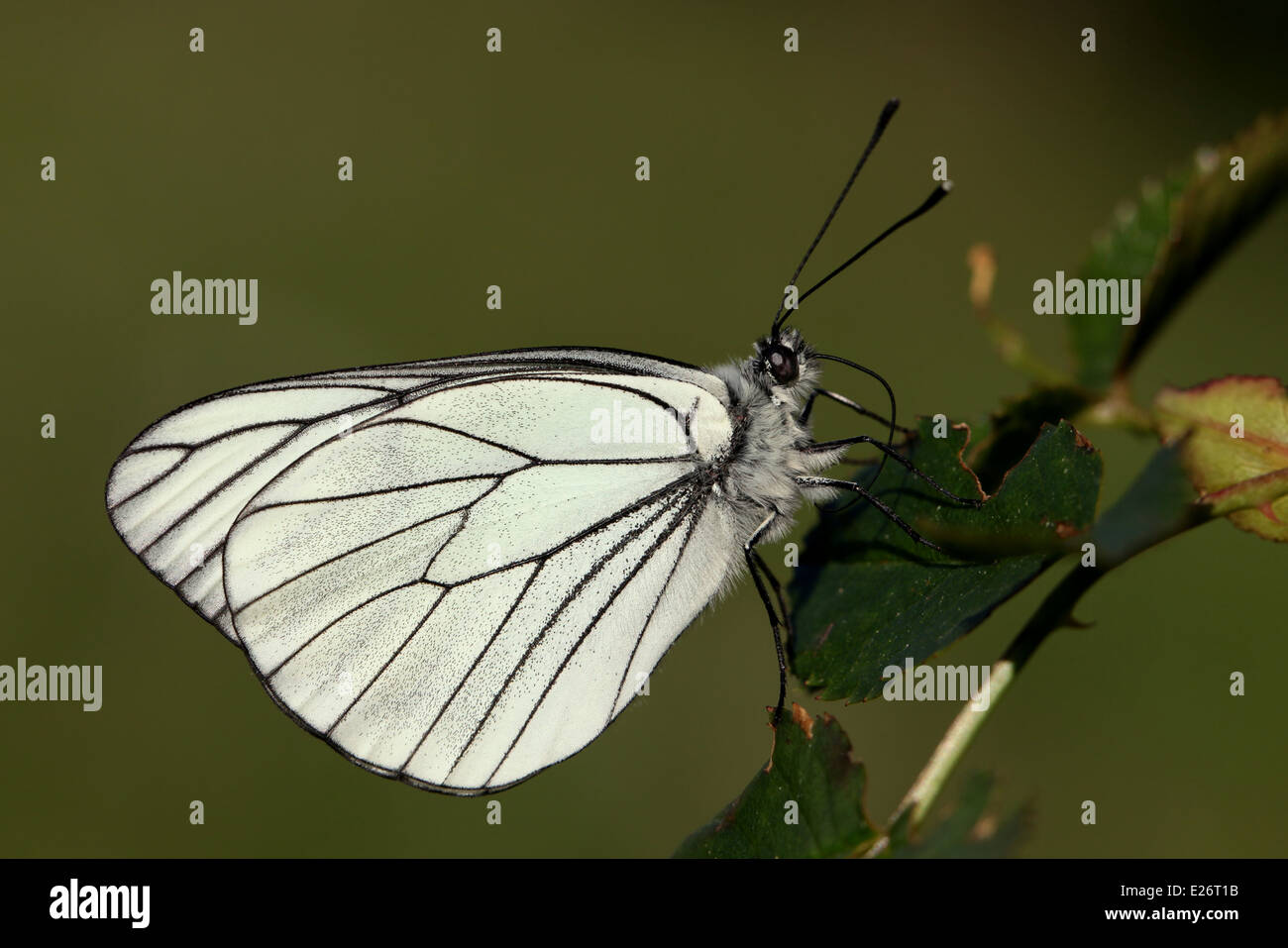 Nero - BIANCO VENATO butterfly, Aporia crataegi Foto Stock