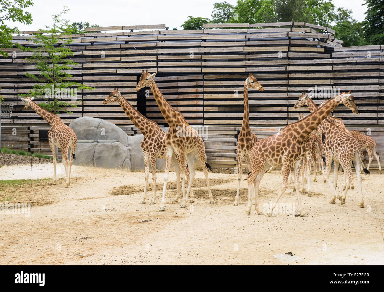 Le giraffe al Zoo parigino, Francia Foto Stock