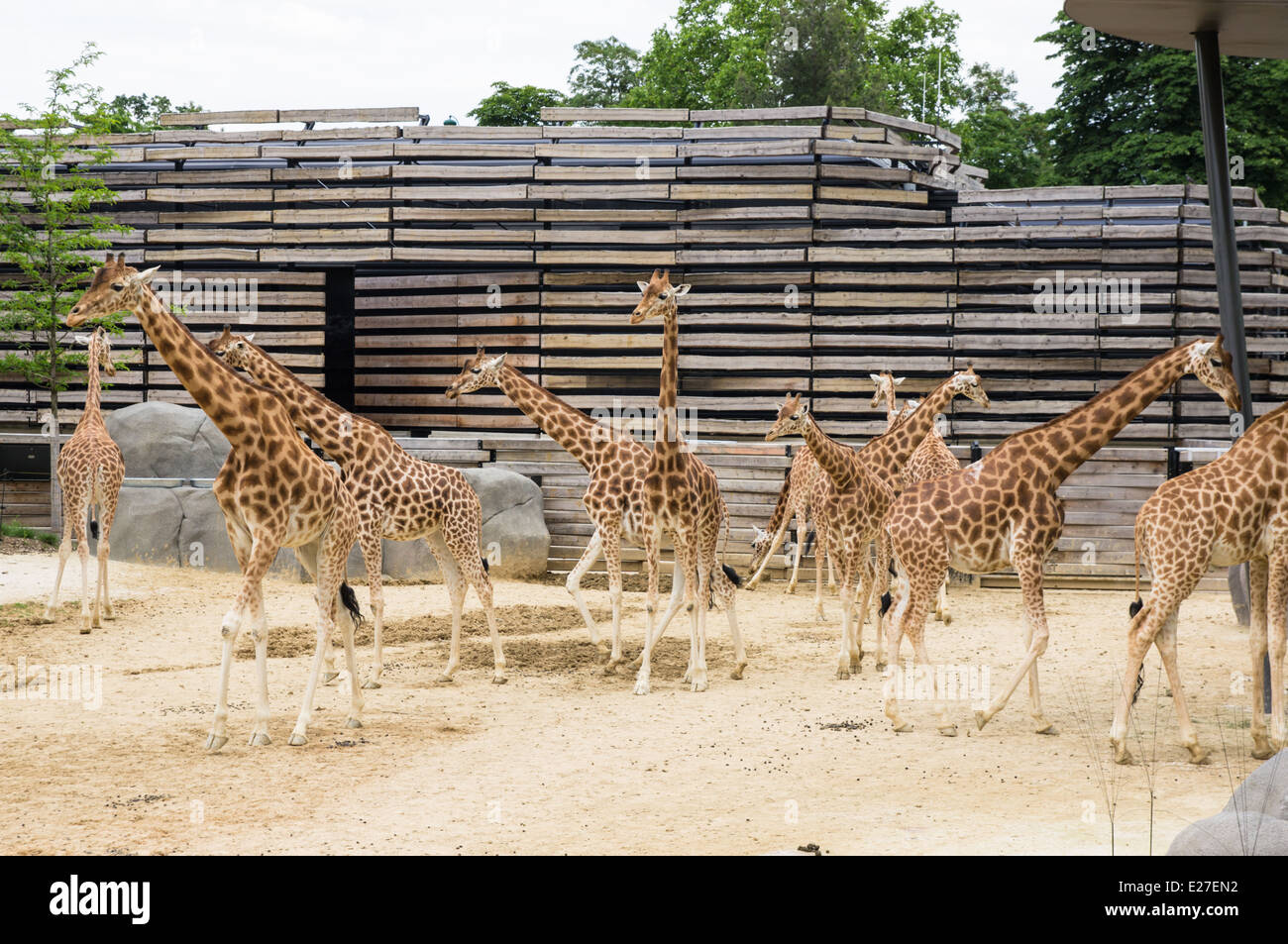 Le giraffe al Zoo parigino, Francia Foto Stock