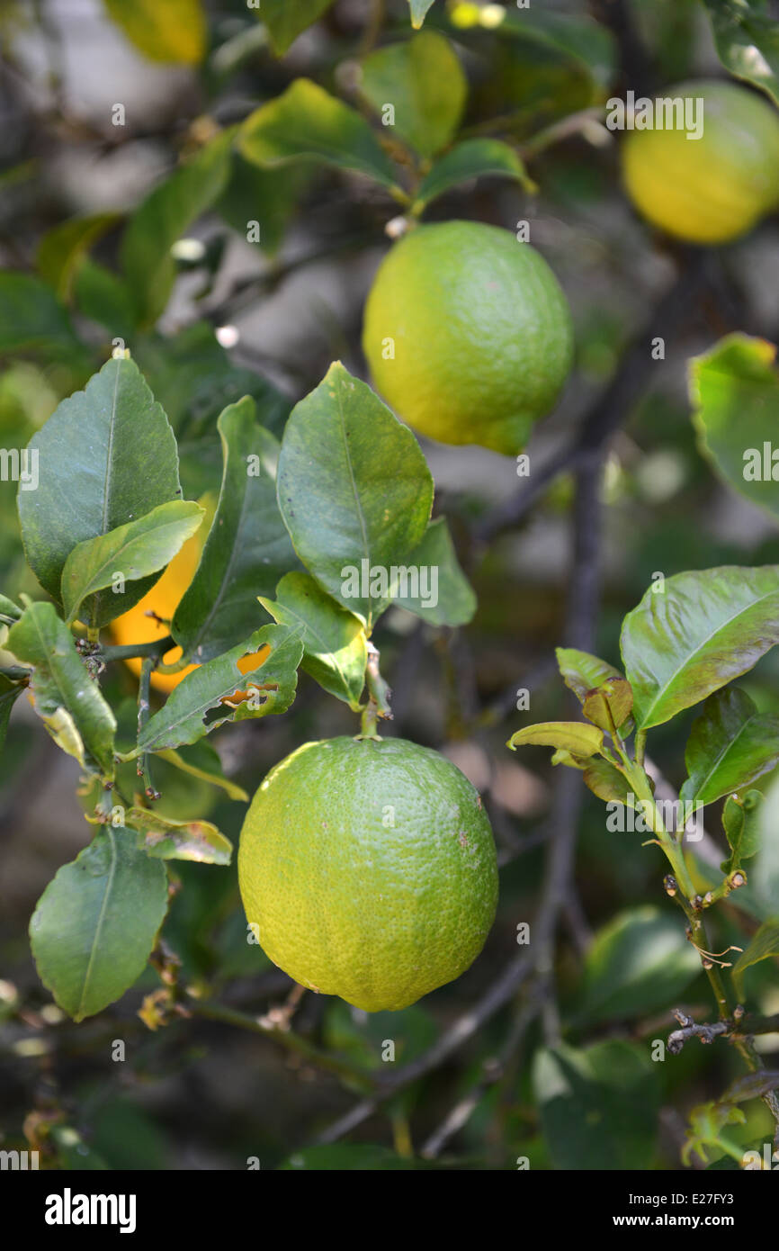 Limoni limone albero in crescita di alberi in Italia Foto Stock