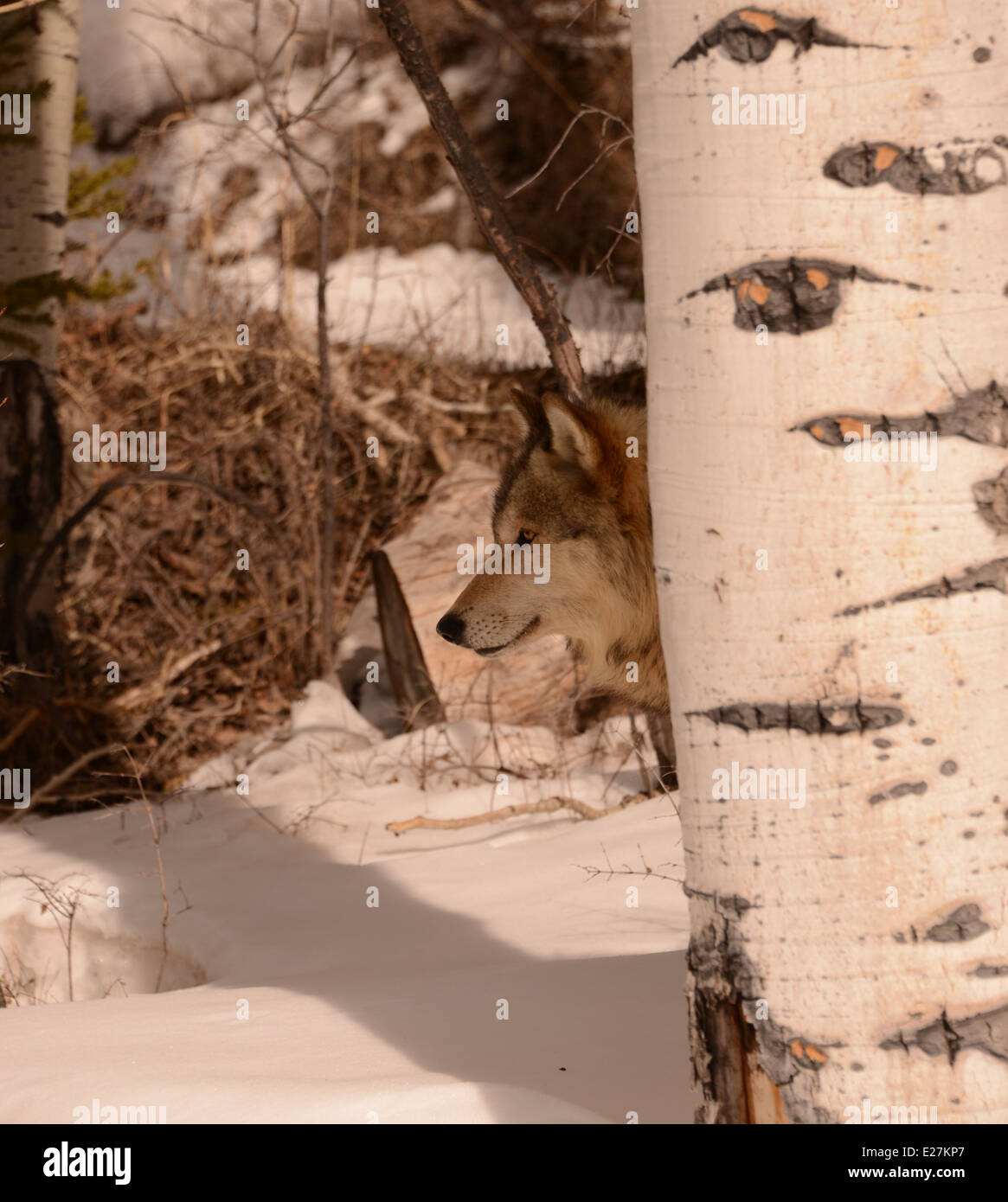 Lupo in neve in alberi Foto Stock