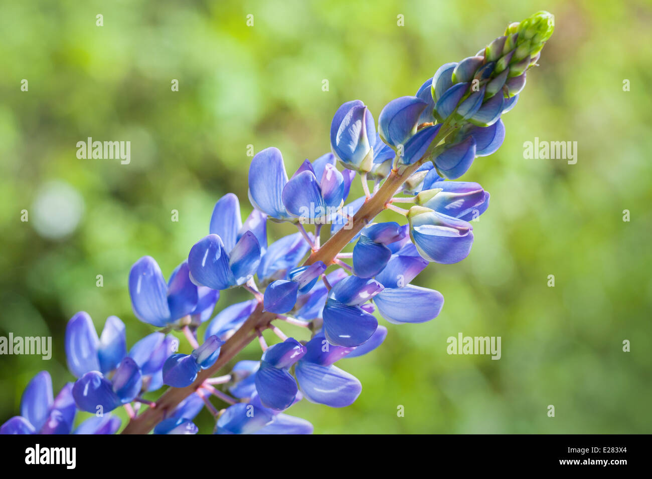 Il Blu fiore di lupino sul prato in estate Foto Stock
