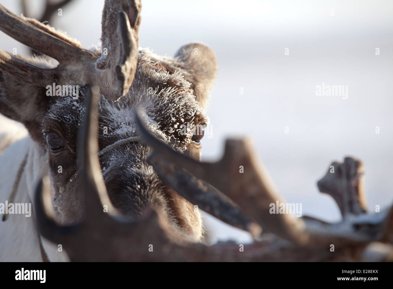 Siberiano occhi di renne foschia mattutina di corna di neve Foto Stock