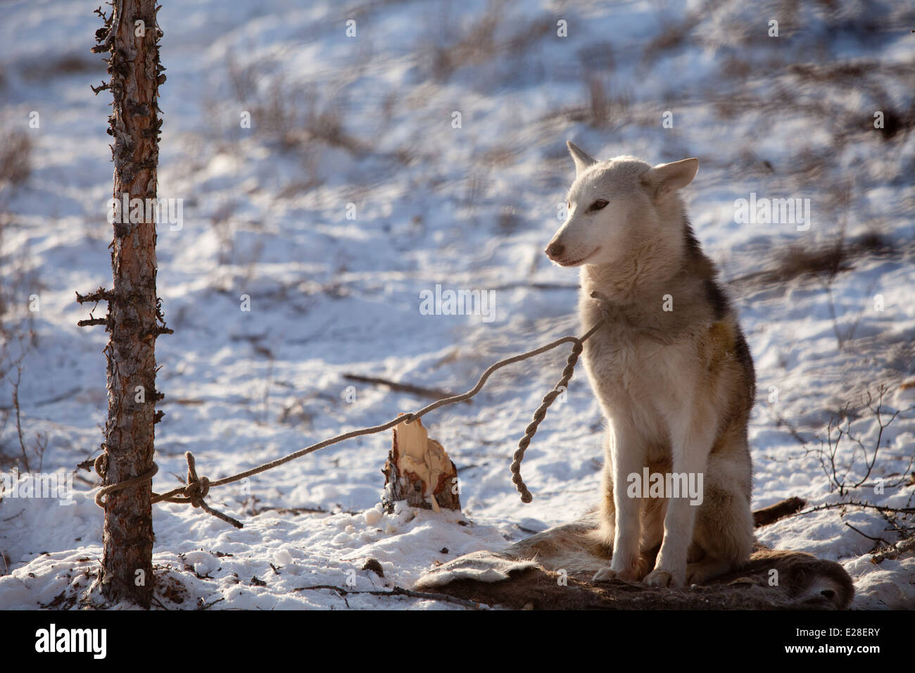 Siberian cane nella neve legato ad albero wolf mattina pet Foto Stock