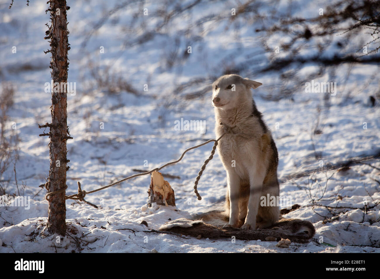 Siberian cane nella neve legato ad albero wolf mattina pet Foto Stock