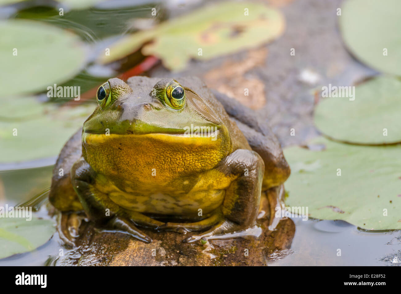 Bullfrog seduto su di un registro in una palude. Foto Stock