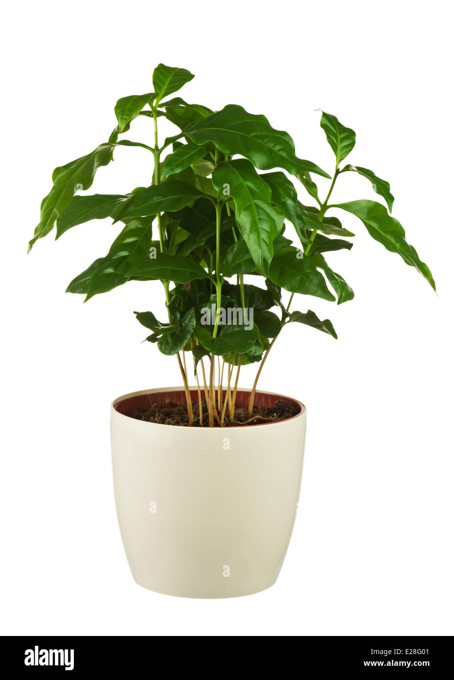 Coffee Tree (pianta arabica) nel vaso di fiori isolati su sfondo bianco. Primo piano. Foto Stock