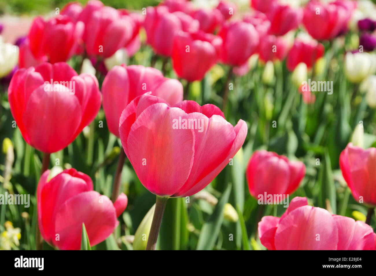 Tulpe rot - rosso tulipano 25 Foto Stock