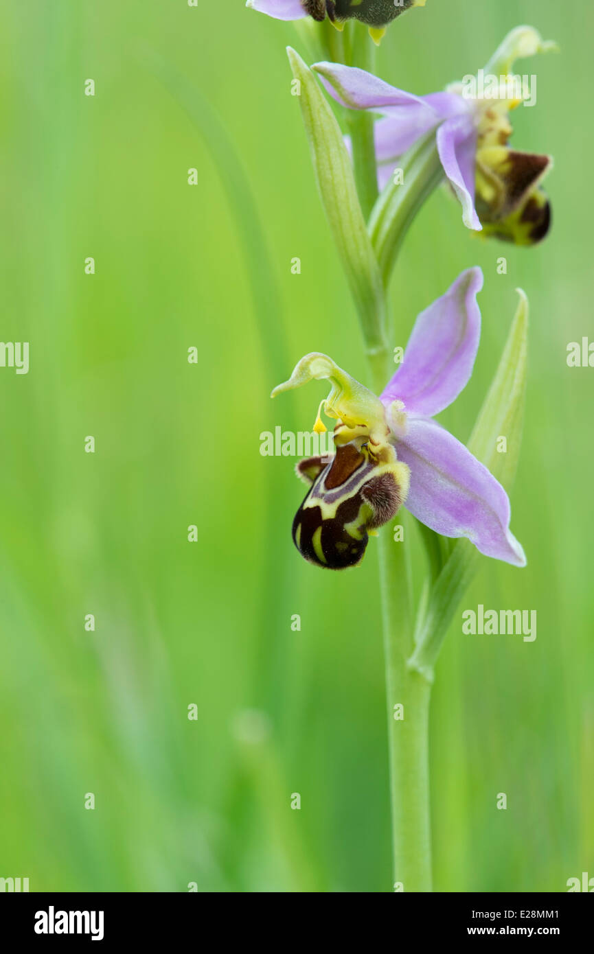 Ophrys apifera . Bee Orchid Foto Stock
