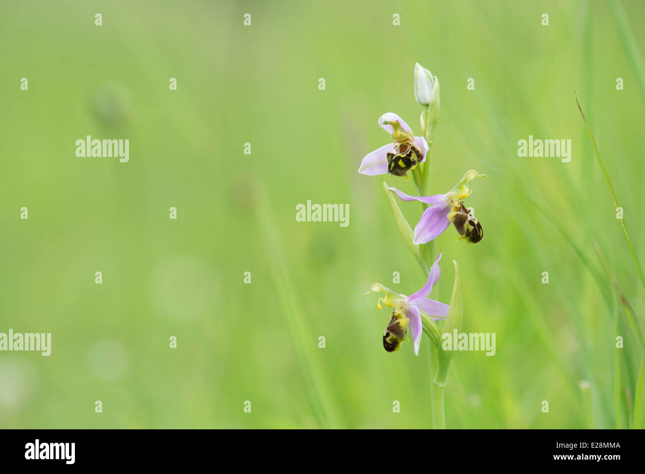 Ophrys apifera . Bee Orchid Foto Stock
