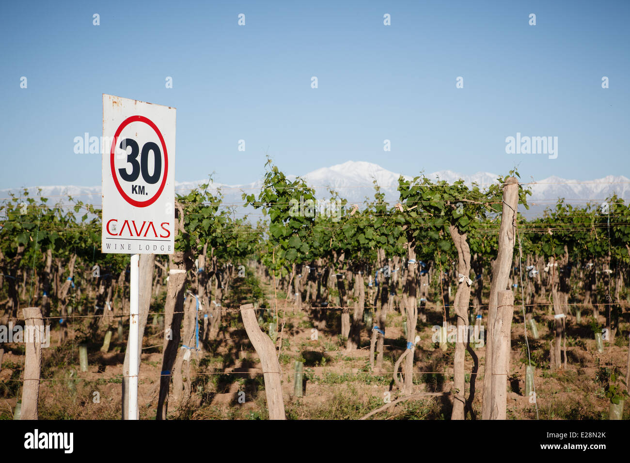 5/11/13, vigneti e montagne sullo sfondo a Cavas Wine Lodge, Alto Agrelo, Mendoza, Argentina Foto Stock