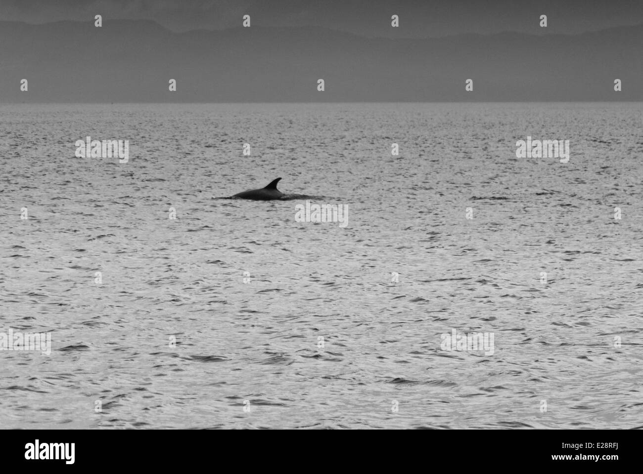I delfini interrompono la loro alimentazione su un fondale di pesce per indagare su un passaggio di imbarcazioni a vela Foto Stock