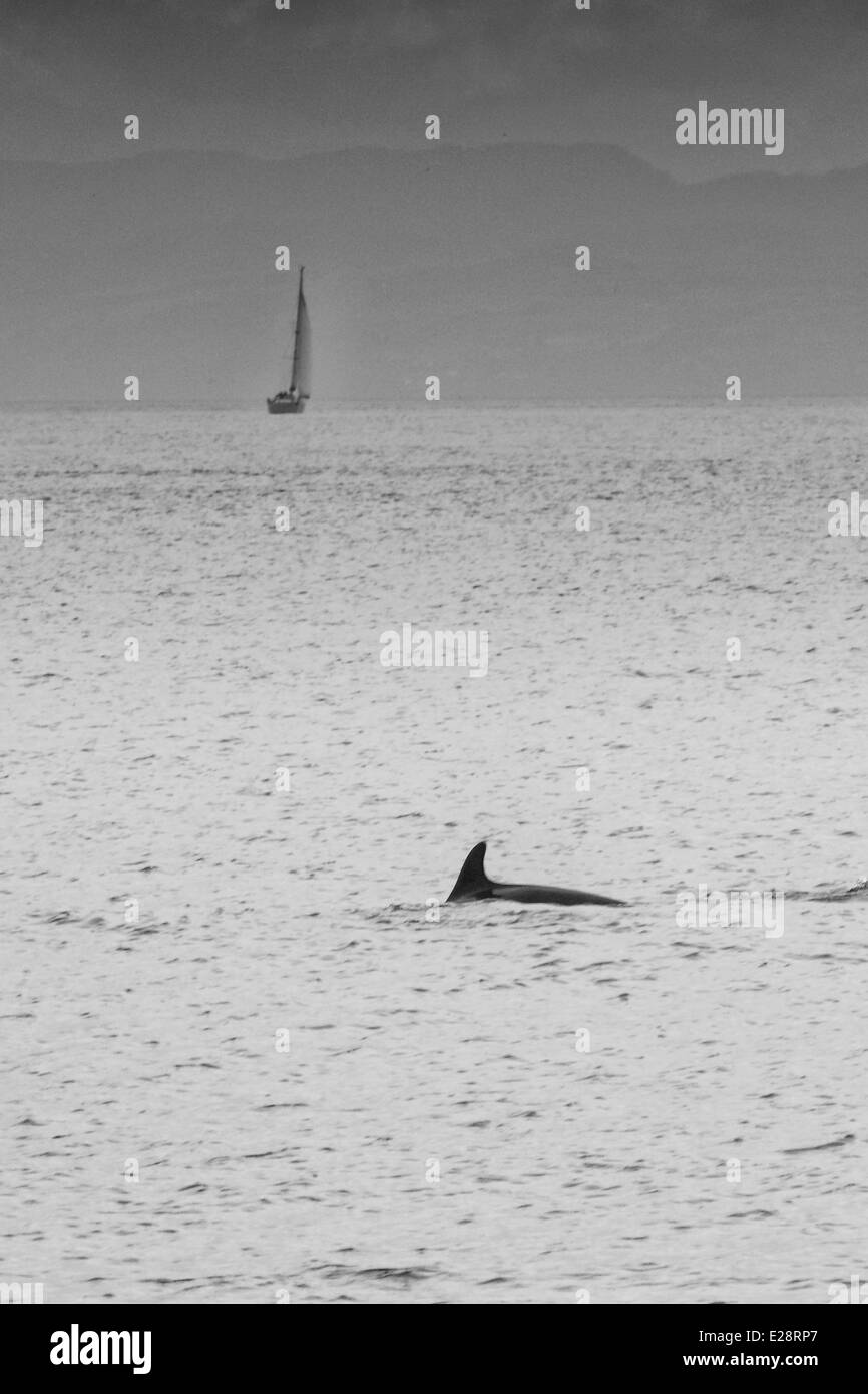 I delfini interrompono la loro alimentazione su un fondale di pesce per indagare su un passaggio di imbarcazioni a vela Foto Stock